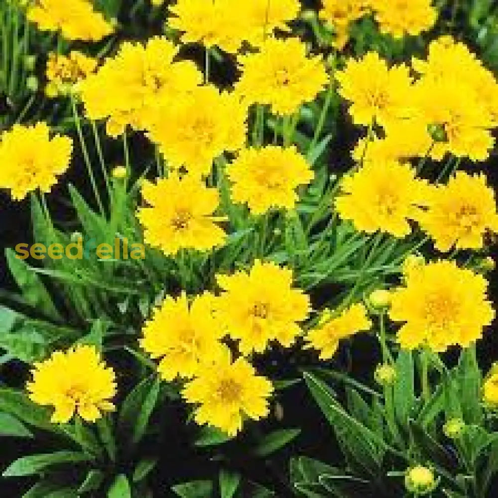 Yellow Early Sunrise Flower Seeds Planting