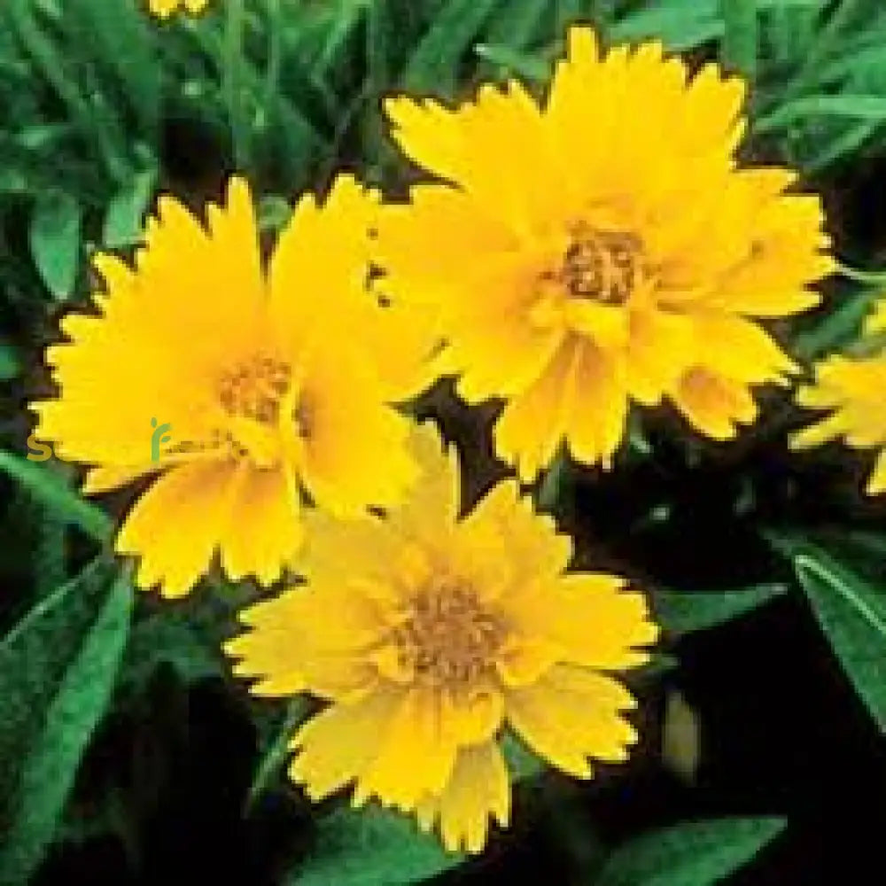 Yellow Early Sunrise Flower Seeds Planting