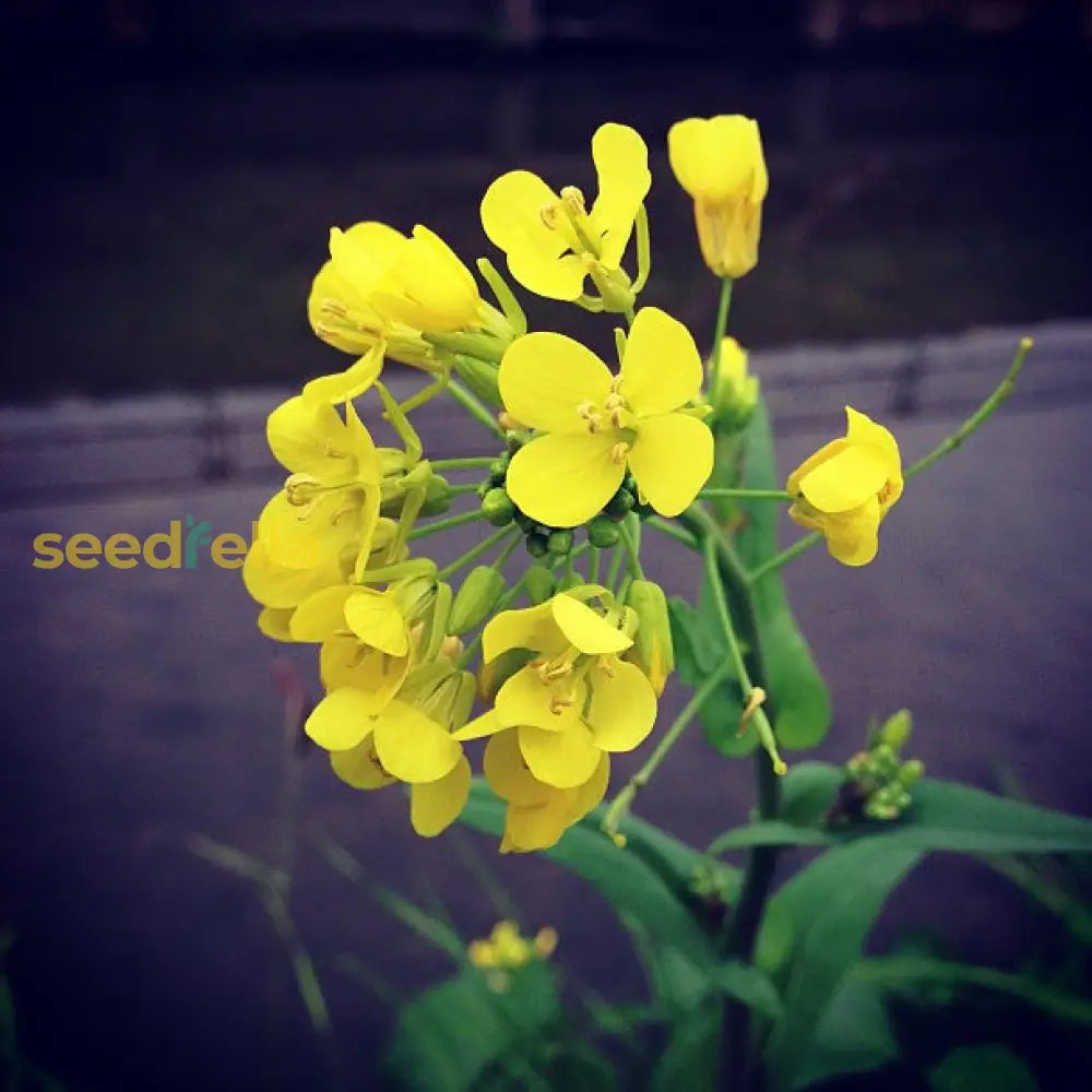 Yellow Edible Rape Flower Seeds For Planting