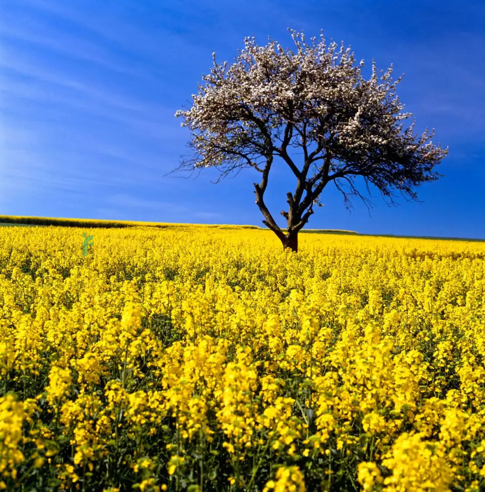 Yellow Edible Rape Flower Seeds For Planting