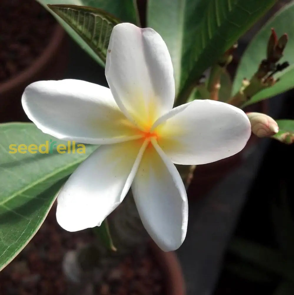 Easy-growing Yellow Egg Flower seeds for pots
