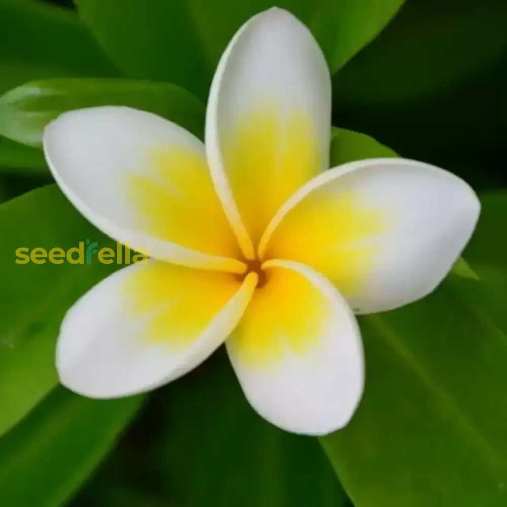 Yellow Egg Flower Seeds: Perfect For Planting & Gardening Seeds