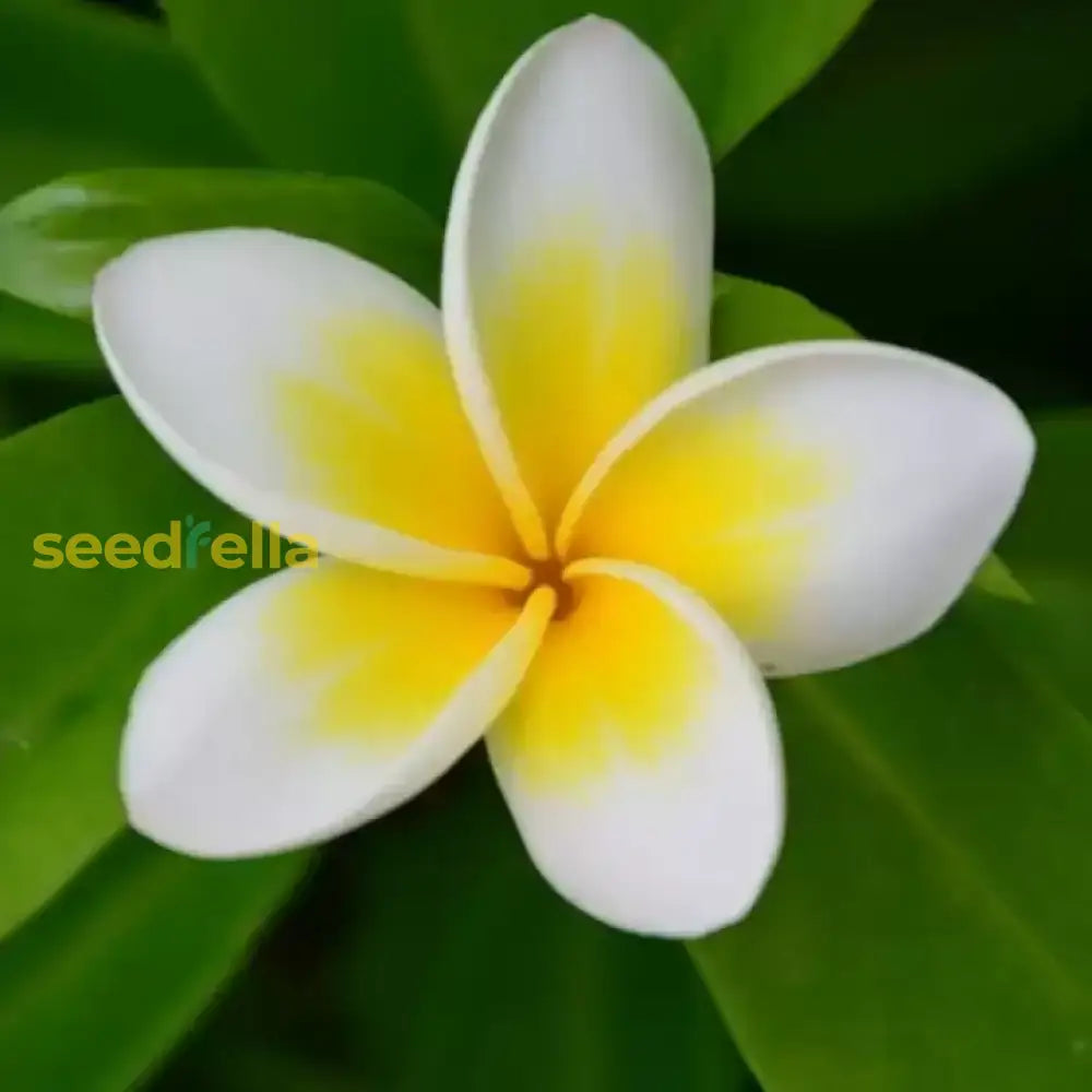 Yellow Egg Flower seeds for garden planting
