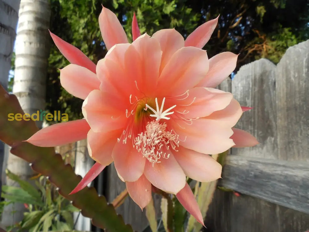 Yellow Epiphyllum Flower Planting Seeds