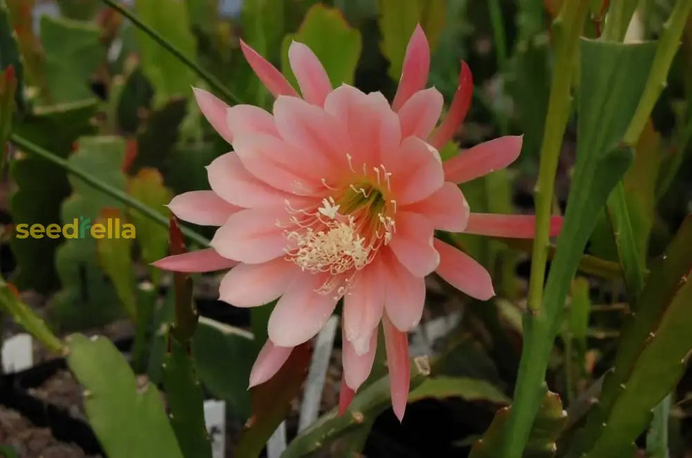 Yellow Epiphyllum Flower Planting Seeds