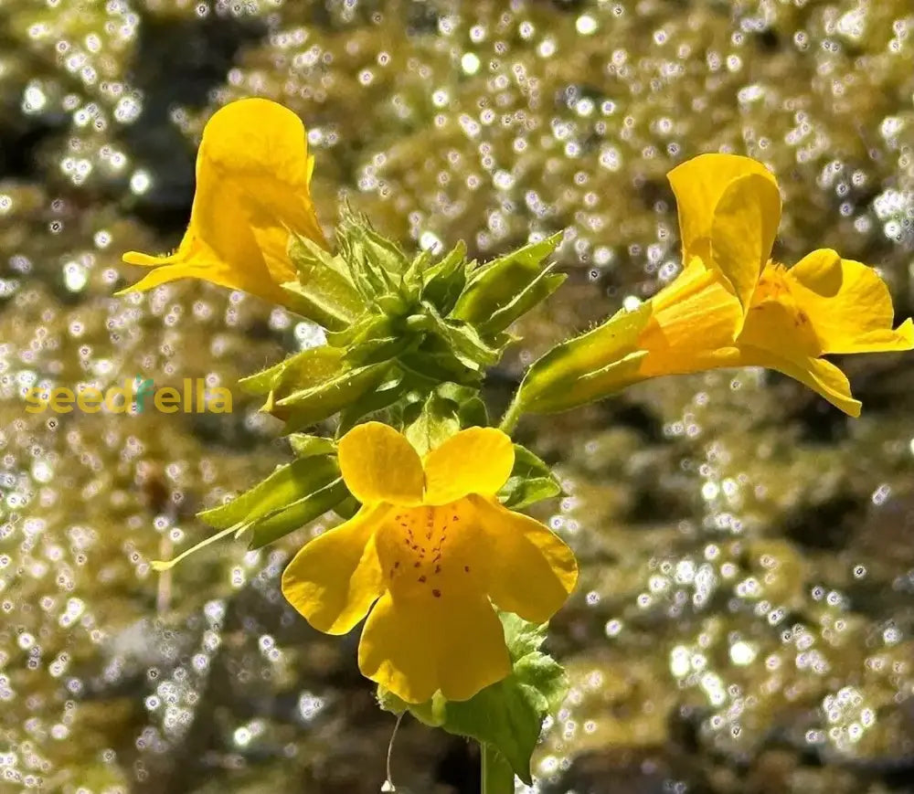 Yellow Erythranthe Flower Seeds Planting