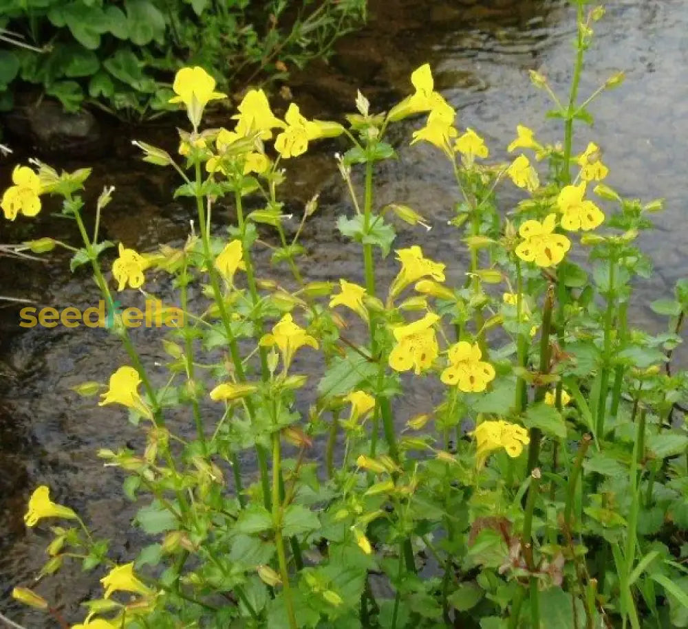 Yellow Erythranthe Flower Seeds Planting