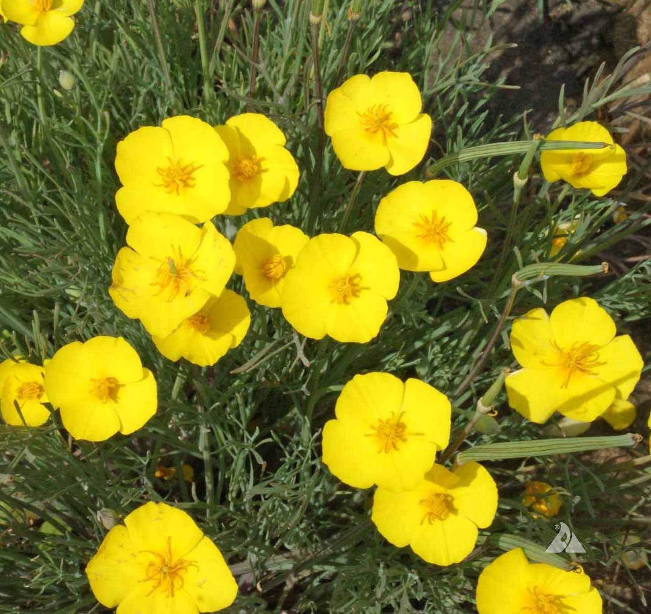 Yellow Eschscholtzia Seeds for Planting