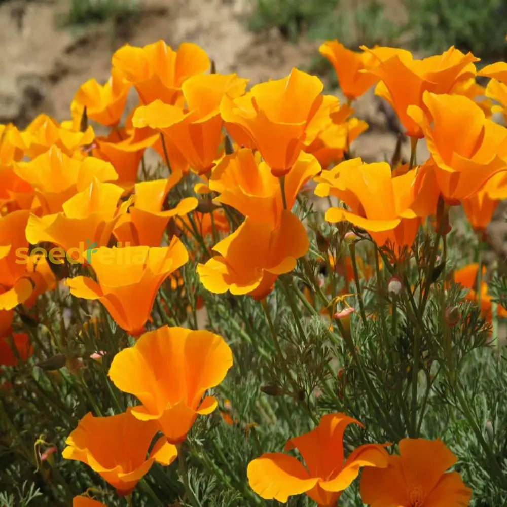 Yellow Eschscholzia Flower Seeds