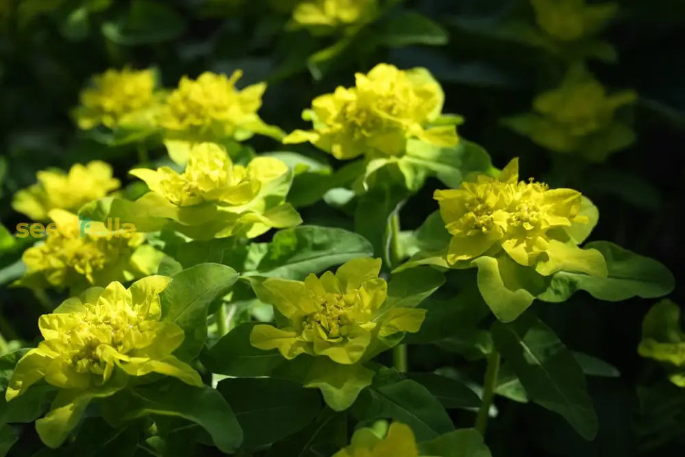 Yellow Euphorbia Polychroma Planting Seeds