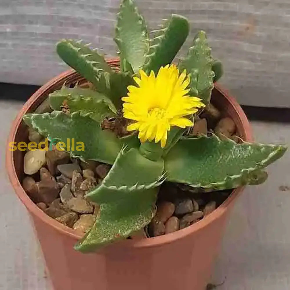 Yellow Faucaria Tigrina seeds for pots and succulent gardens
