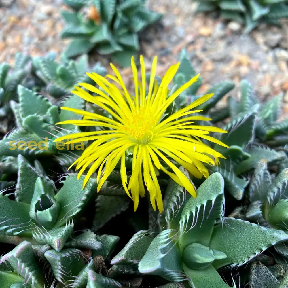 Yellow Faucaria Tigrina seeds for vibrant succulent blooms
