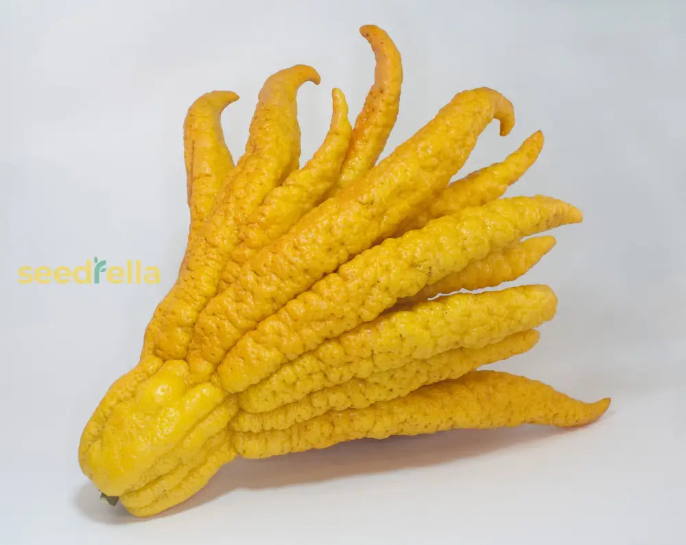 Yellow Finger-Citron Fruit Seeds Planting