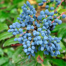 Yellow flower Oregon grape holly seeds blue fruit plant