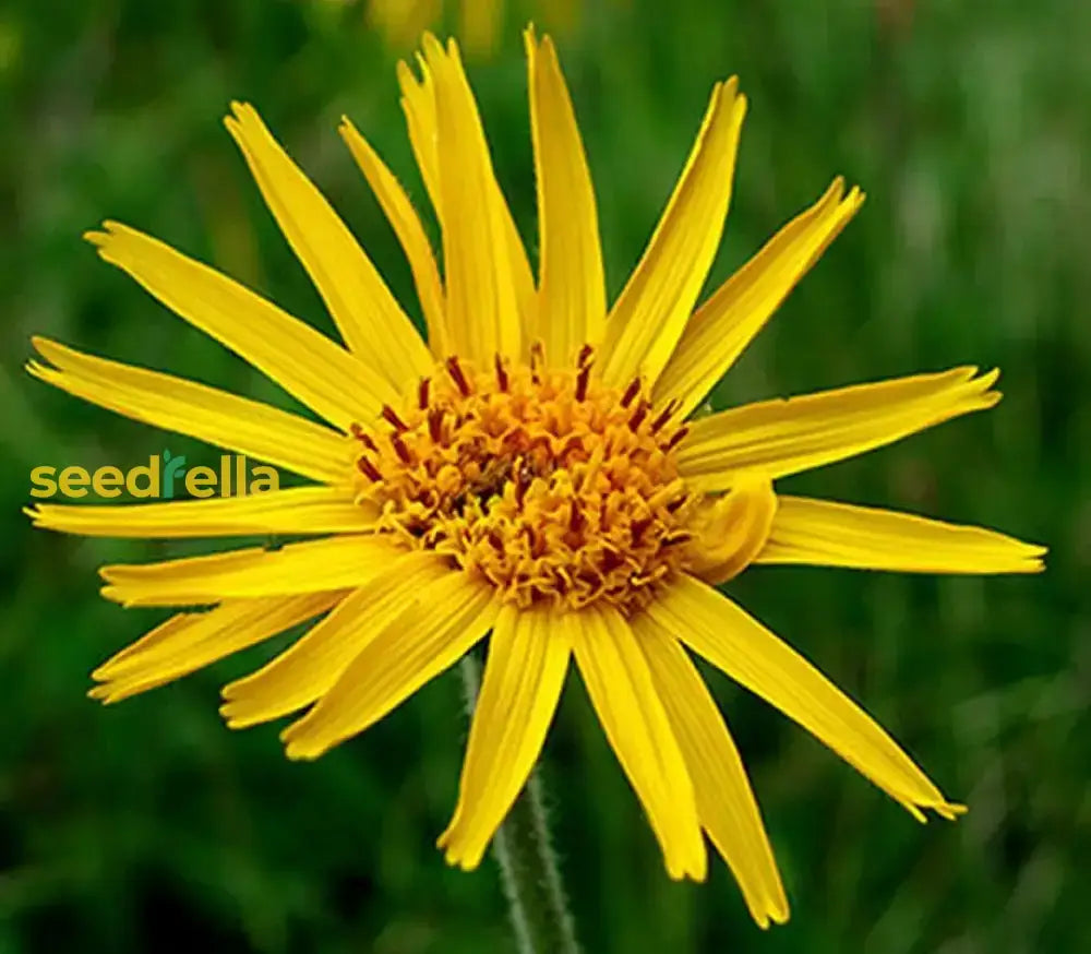 Yellow Flower Seeds For Planting  Seed Natural Garden Blooms And Vibrant Landscapes