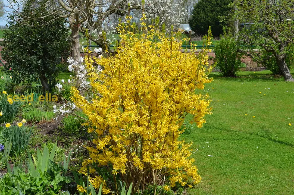 Yellow Forsythia seeds for borders and garden beds

