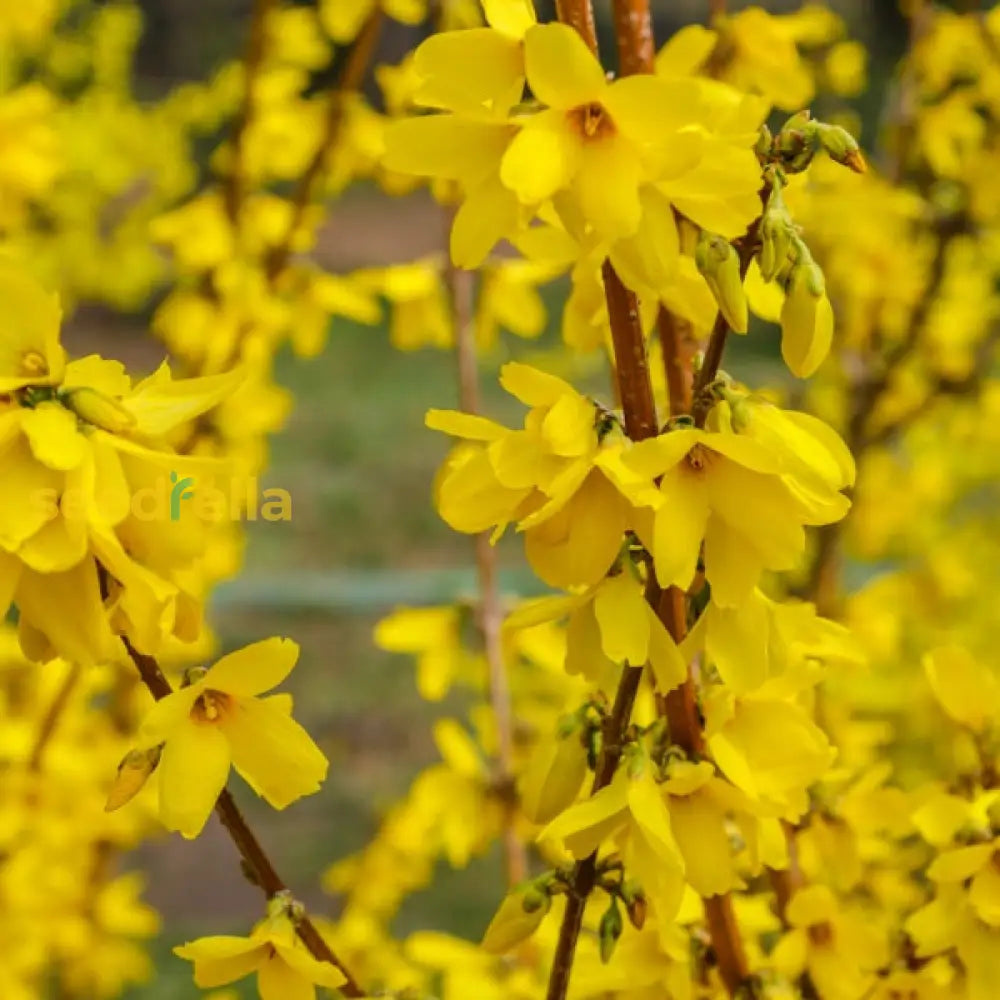 Yellow Forsythia flower seeds for vibrant garden blooms
