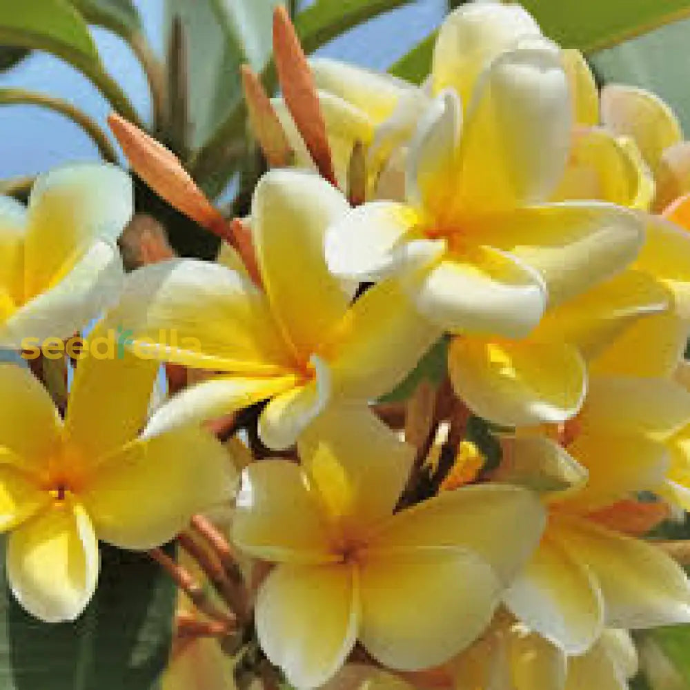 Yellow Frangipani Flower Seeds Planting