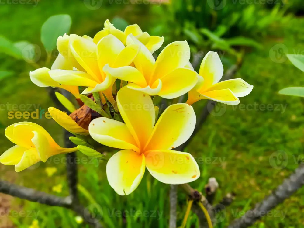 Yellow Frangipani Flower Seeds Planting