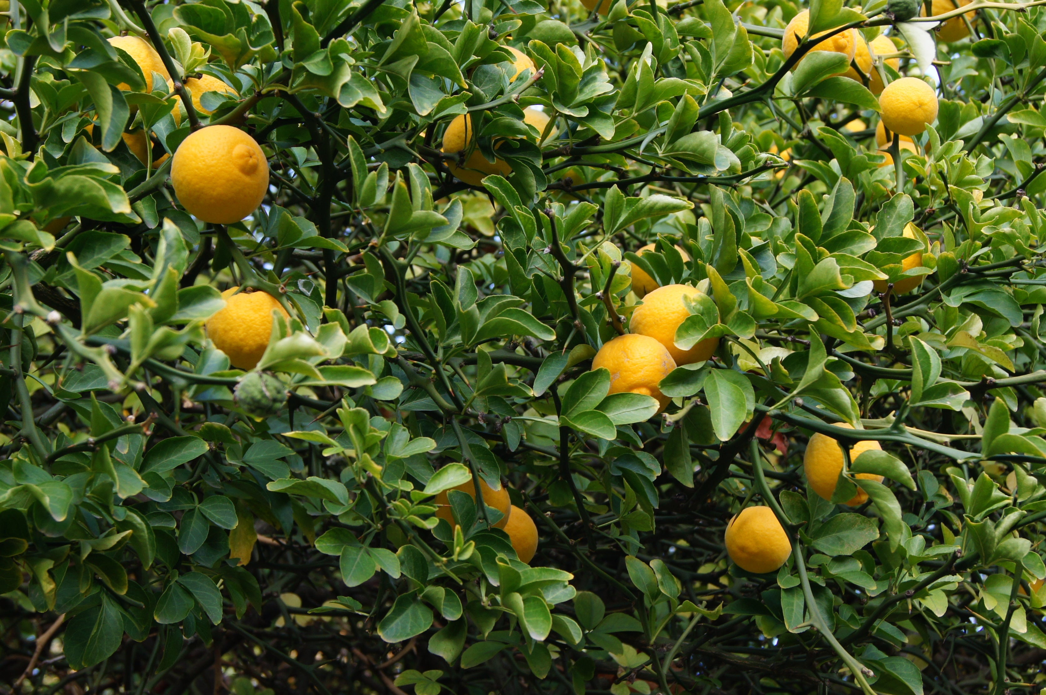 Yellow fruits growing on Trifoliata citrus tree