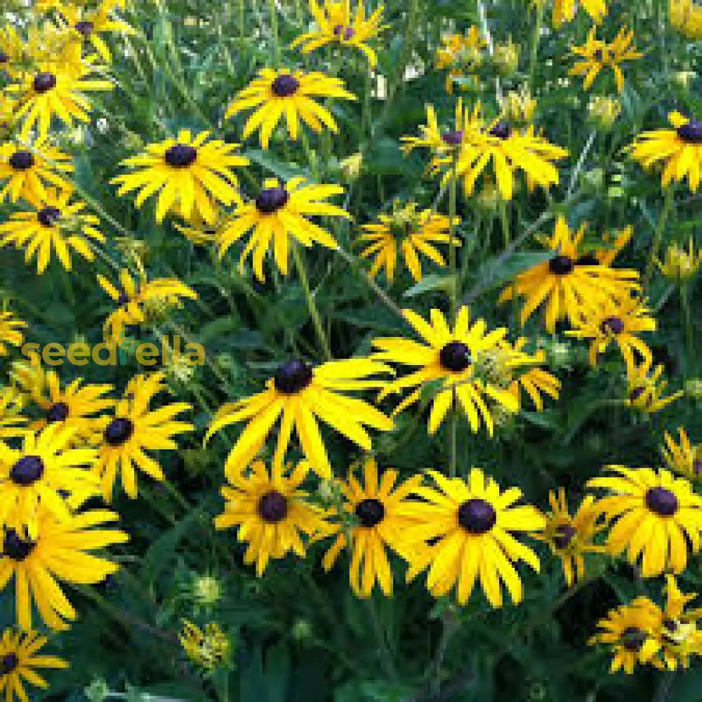 Yellow Fulgida Perennial Seeds Planting Bright Flower