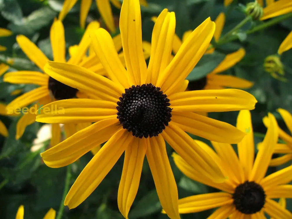 Yellow Fulgida Perennial Seeds Planting Bright Flower