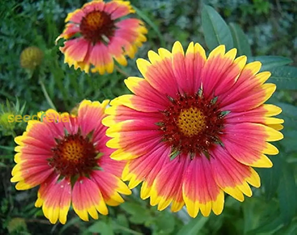 Yellow Gaillardia Aristata Flower Planting - Seeds For Vibrant Blossoms In Your Garden