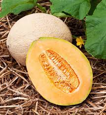 Yellow Galia melon fruits growing on healthy vines