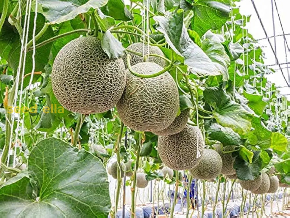 Yellow Galia Melon Seeds For Planting