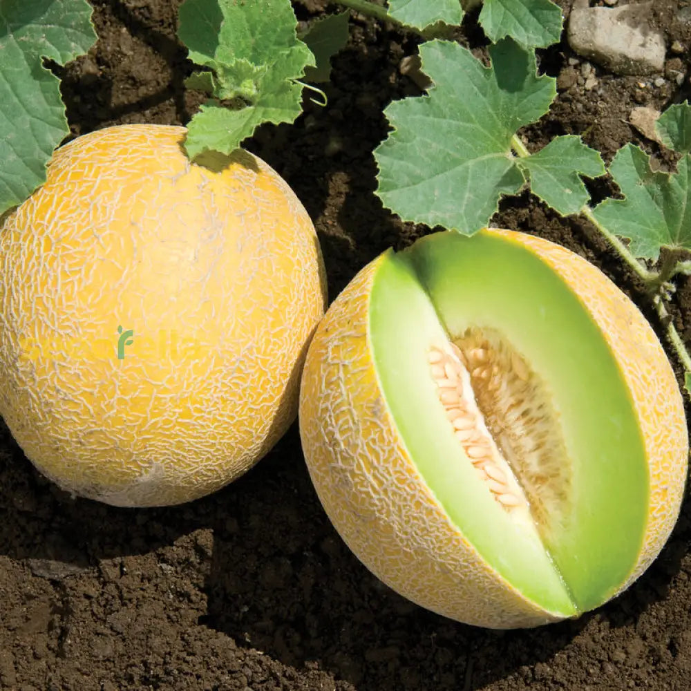 Yellow Galia Melon Seeds for Planting Sweet & Aromatic Fruit