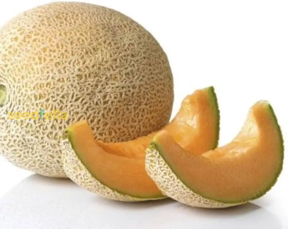 Yellow Galia Melon Vegetable Seeds Planting Sweet