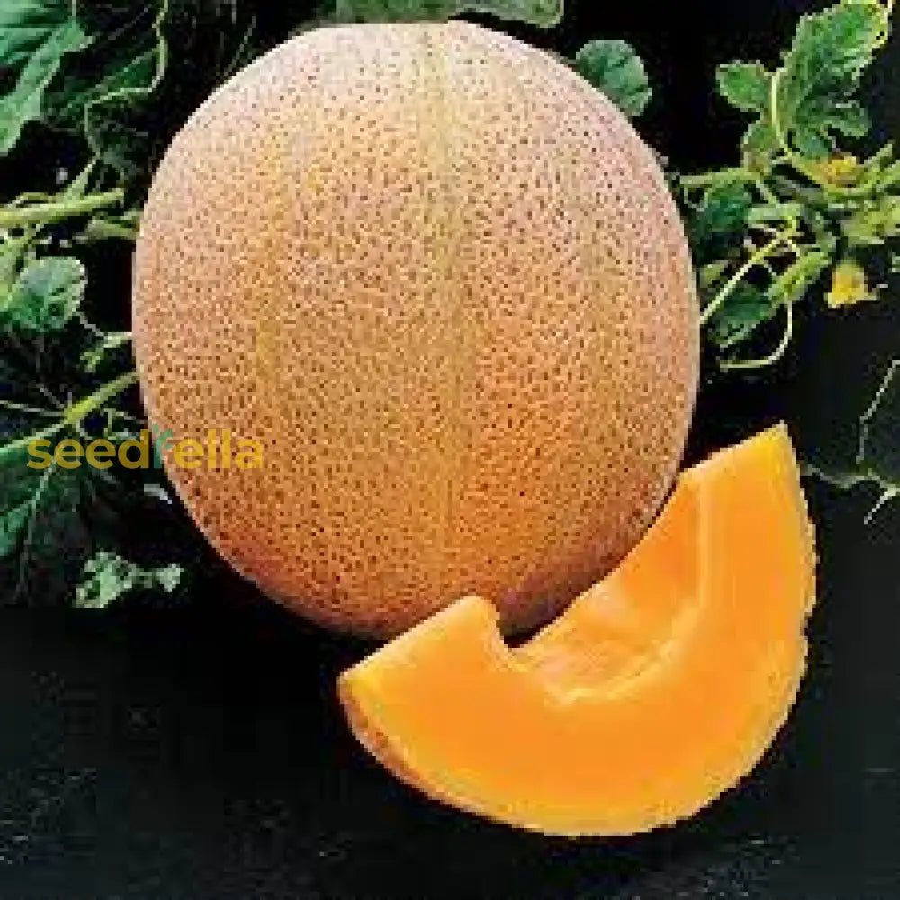 Yellow Galia Melon Vegetable Seeds Planting Sweet