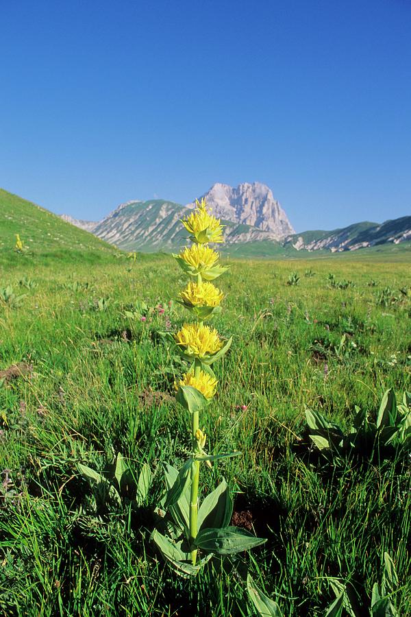 Tall yellow flower spike of Great Yellow Gentian in bloom