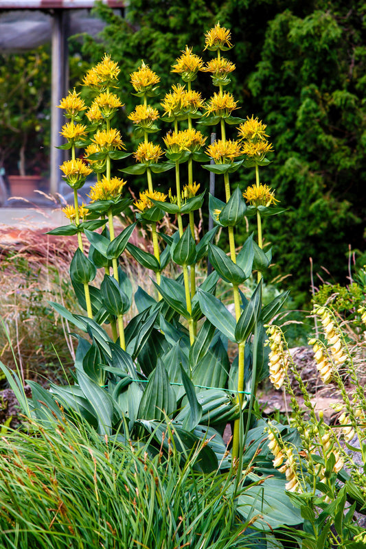 Packet of Great Yellow Gentian seeds for planting