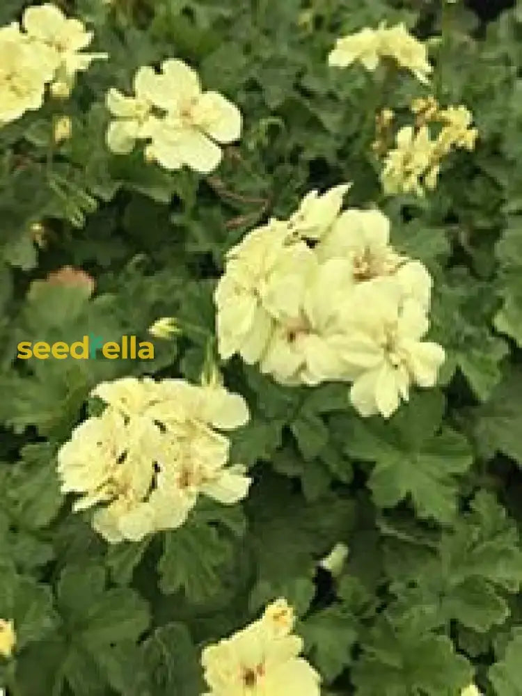 Yellow Geranium Seeds For Vibrant Garden Planting Flower