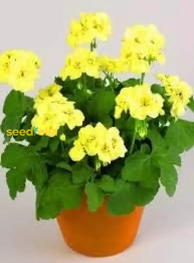 Yellow Geranium Seeds For Vibrant Garden Planting Flower