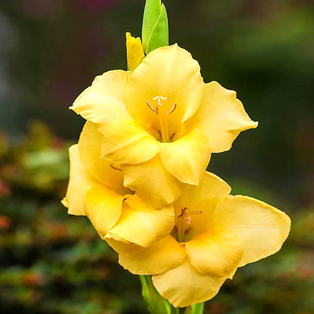 Yellow Gladiolus Garden Flower Seeds – Bright Summer Blooms