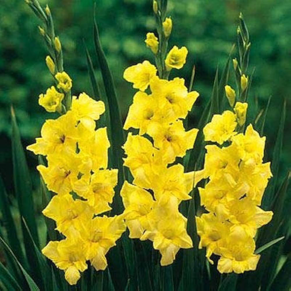 Yellow Gladiolus Hybridus Flower Seeds for Planting – Elegant Garden Blooms