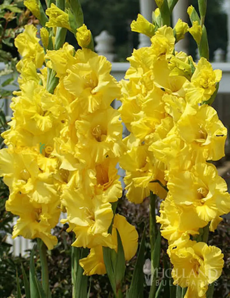 Yellow Gladiolus Hybridus Flower Seeds Planting