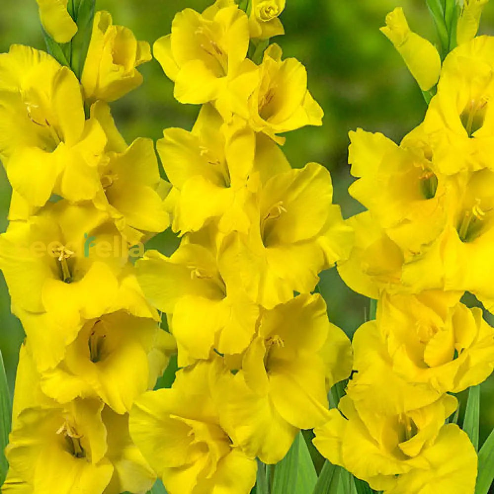 Yellow Gladiolus Hybridus Flower Seeds Planting