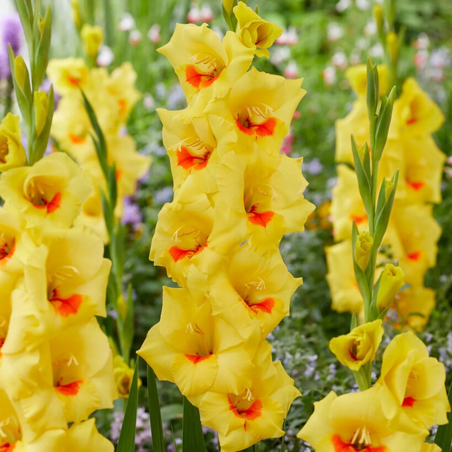 Yellow Gladiolus Flower Seeds for Planting