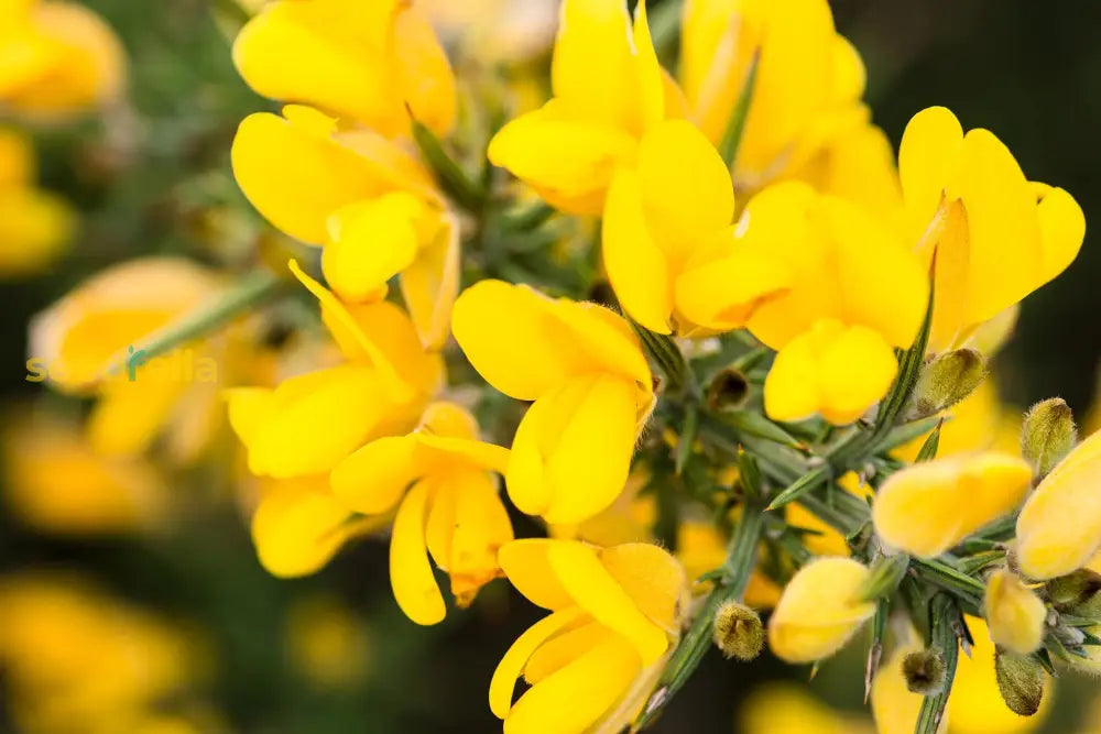 Yellow Gorse Ulex Europaeus Planting Seeds