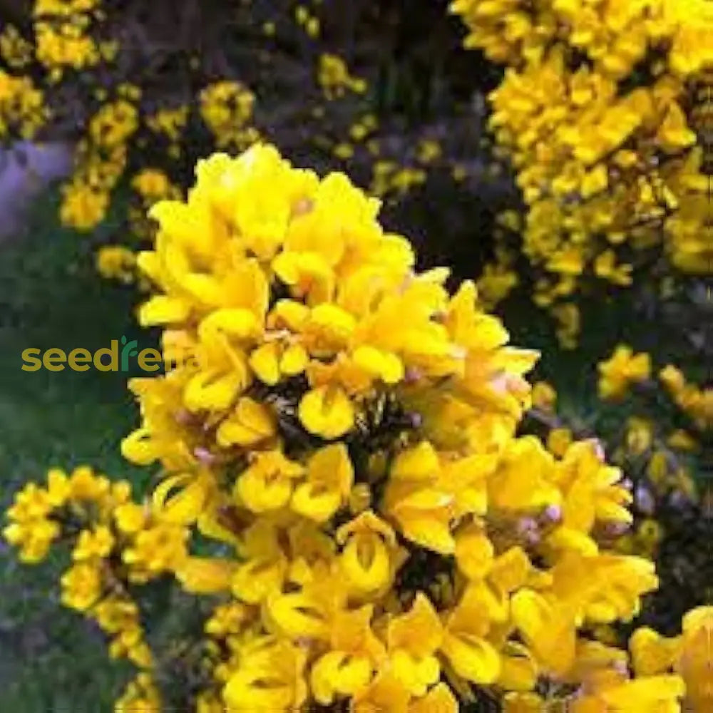 Yellow Gorse Ulex Europaeus Planting Seeds