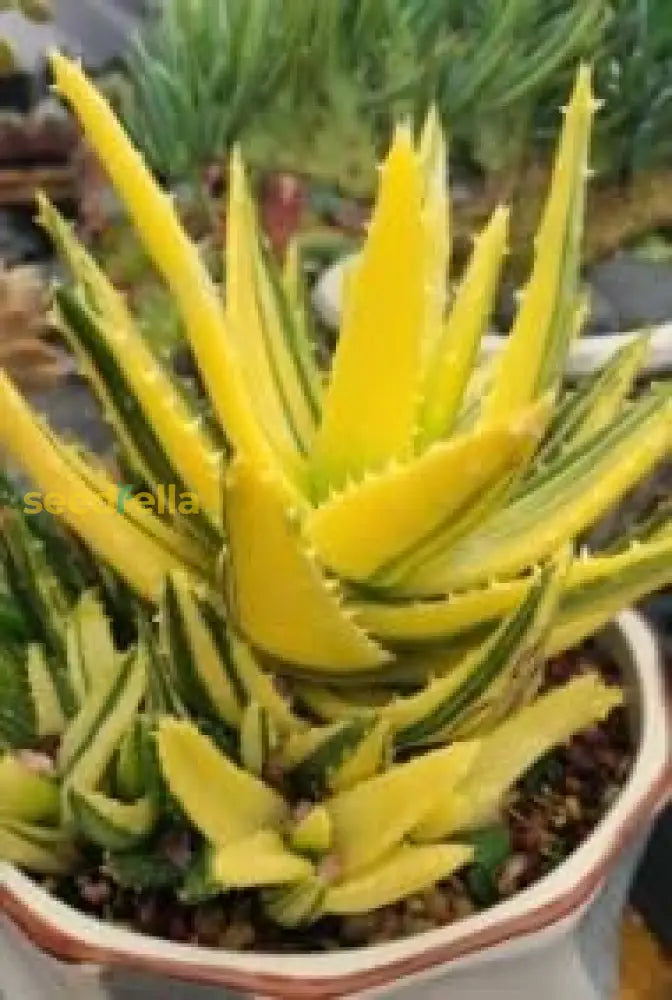 Yellow Green Aloe Planting Seeds