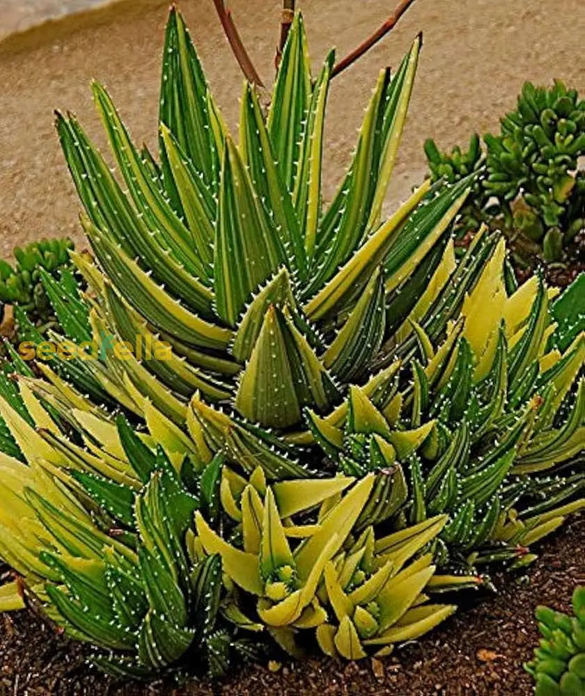 Yellow Green Aloe Planting Seeds