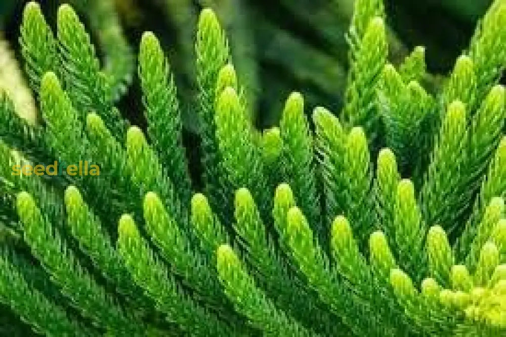 Yellow Green Araucaria Plant Seeds For Planting Seeds