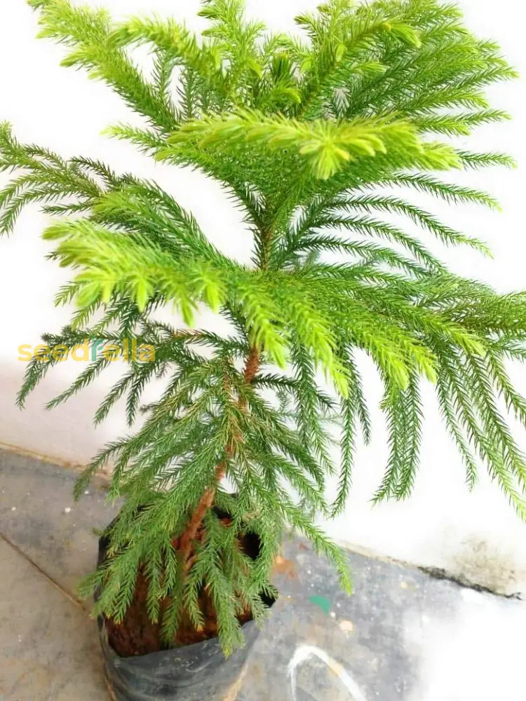 Yellow Green Araucaria Plant Seeds For Planting Seeds