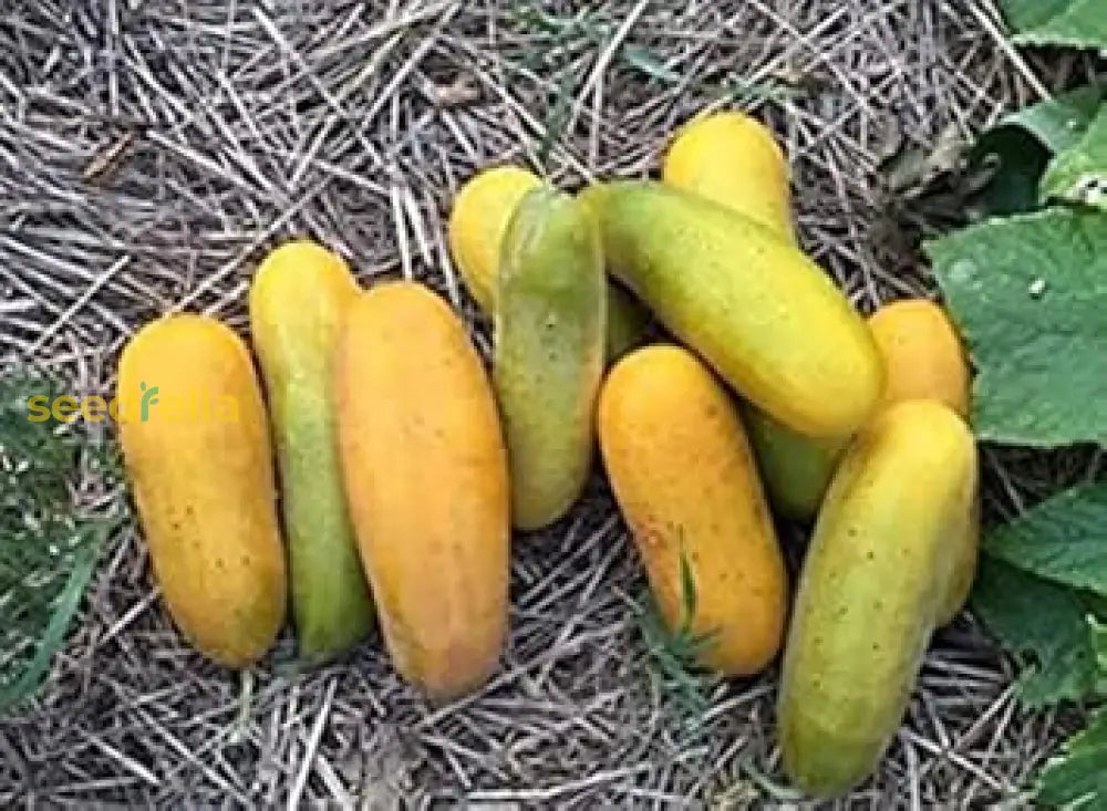 Yellow Green Cucumber Seeds For Easy Planting