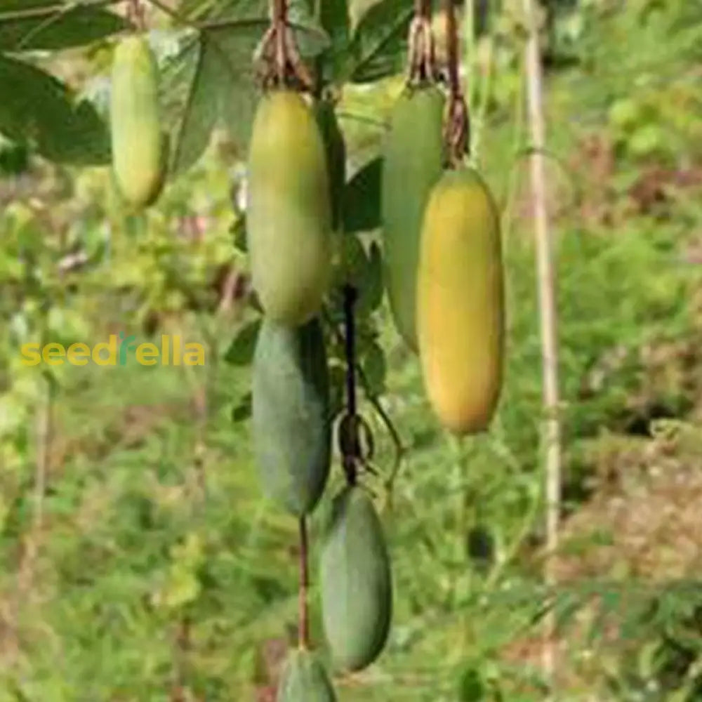 Yellow Green Cucumber Seeds For Easy Planting