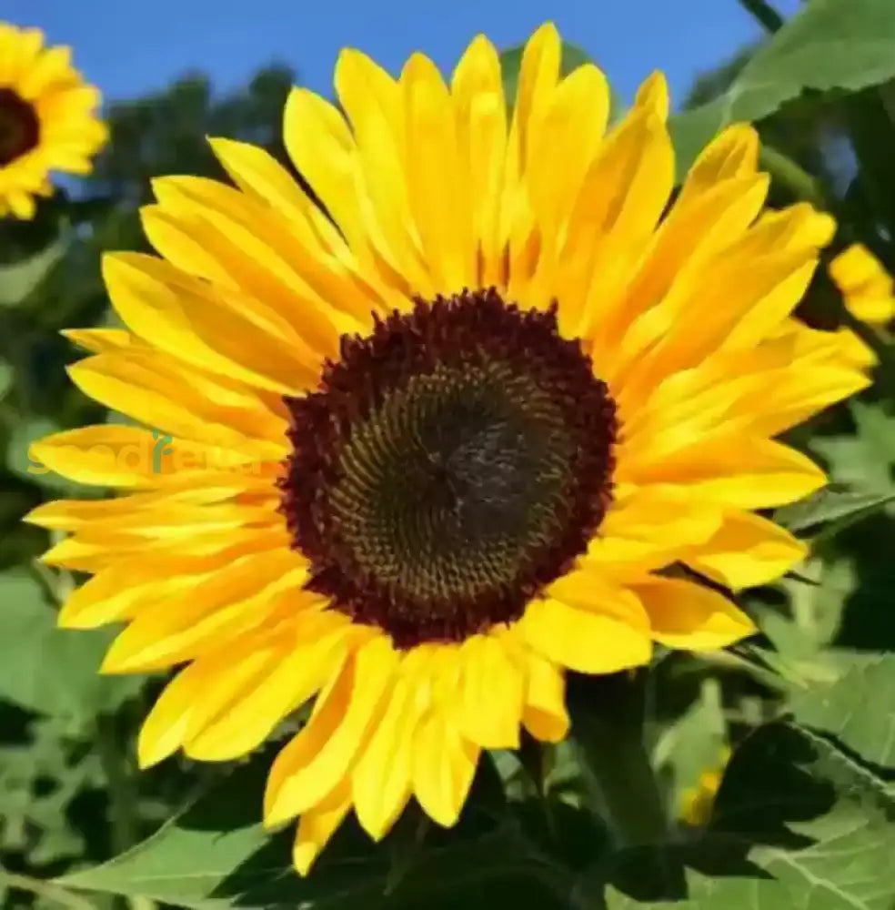 Yellow Helianthus Annus Flower Seeds For Planting